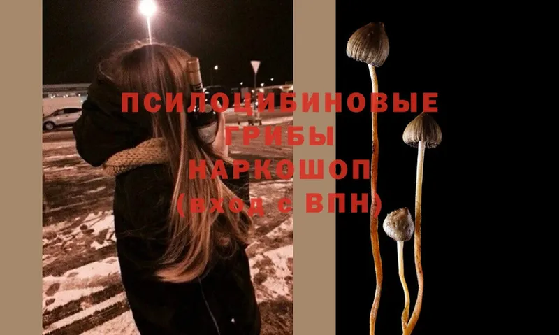 KRAKEN зеркало  Электрогорск  Псилоцибиновые грибы MAGIC MUSHROOMS 